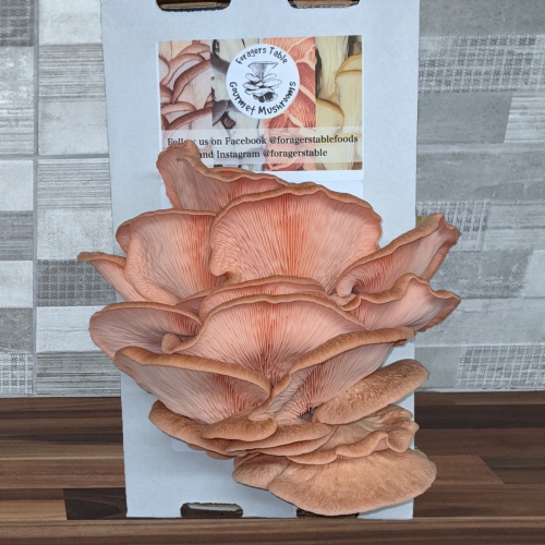 Pink Oyster Mushroom Growing Kits - Foragers Table