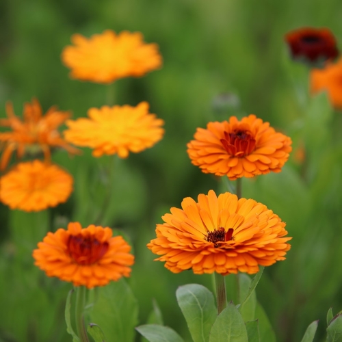 Calendula