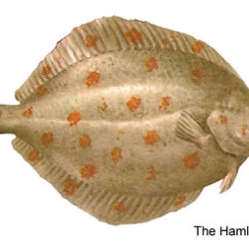 PLAICE
