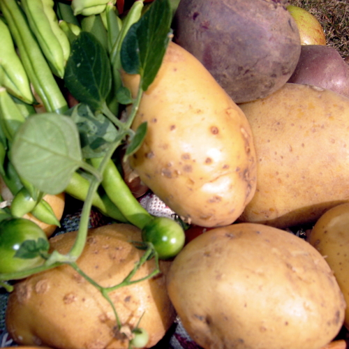 Cornish Wilja Potatoes