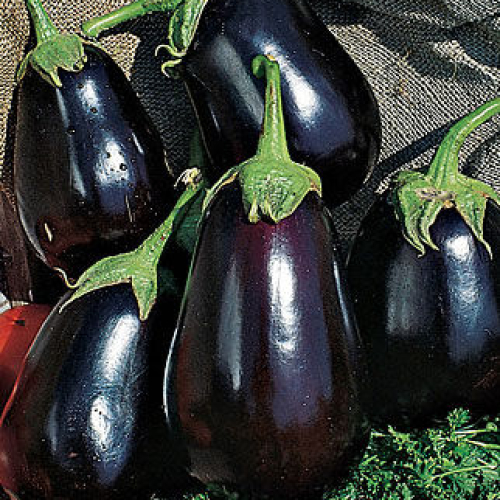 Aubergine Black Beauty