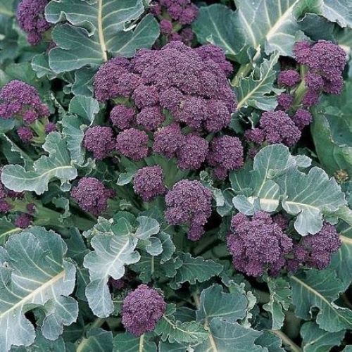 Broccoli- Purple Sprouting