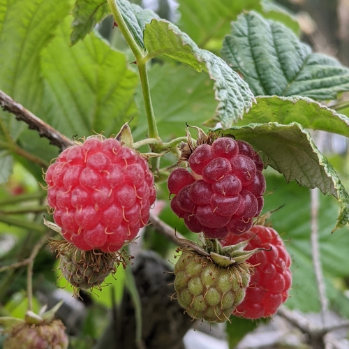 Wild Raspberry Jam 300g