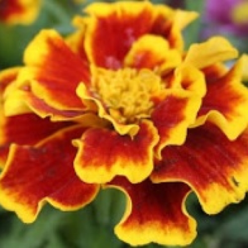 Red & Yellow Marigold Plants