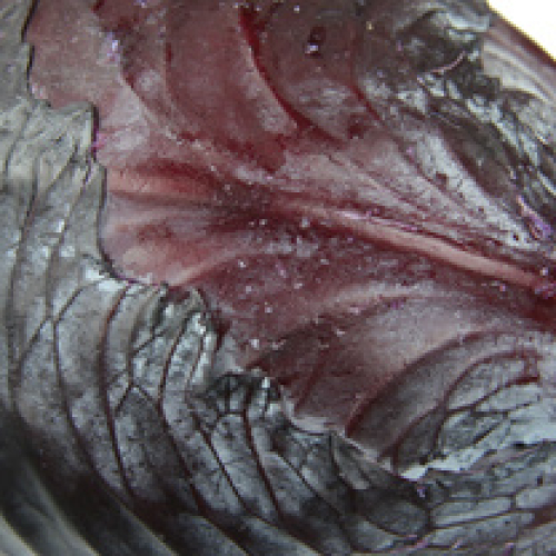 RED CABBAGE CORNISH/T