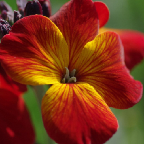 Red & Orange English Wallflower
