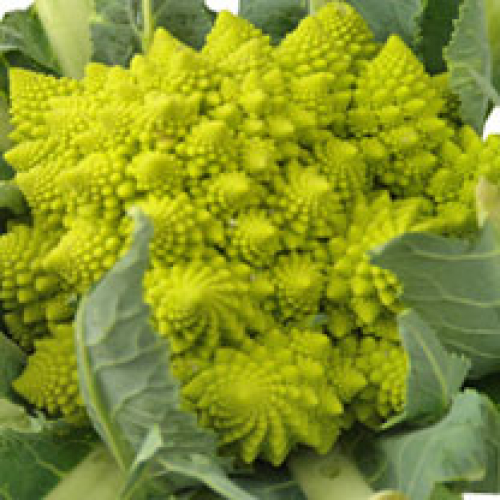 ROMANESCO CORNISH /T