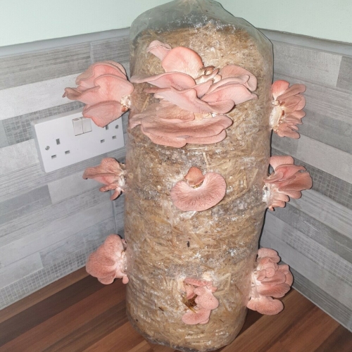 Straw Mushroom Log Growing Kit - Pink Oyster XX-LARGE, 1 Meter Long