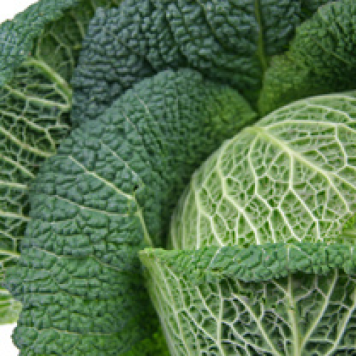 ORGANIC CABBAGE SAVOY