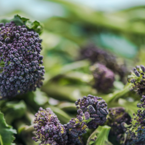Purple sprouting- grown in Worcestershire in the Severn Valley