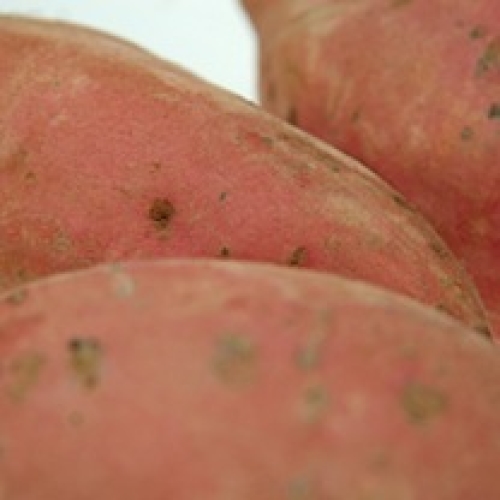 SWEET POTATO /T
