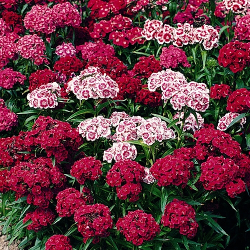 Sweet William- Magic Carpet