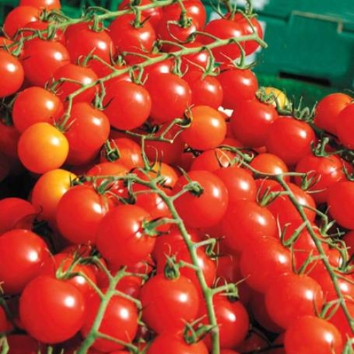 Tomato 'Sweet Million' F1