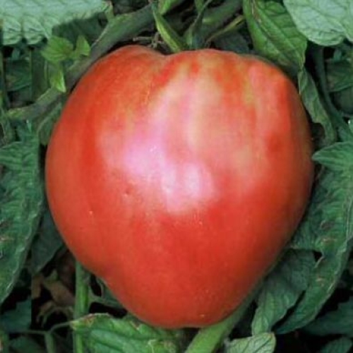 Oxheart Tomato