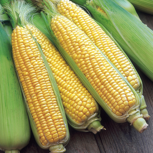 Home Grown Sweet Corn