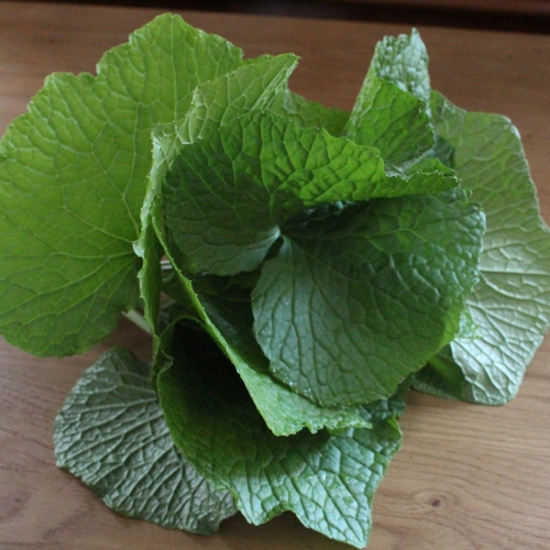 Wasabi Crop Ltd, Tandragee, BT62 2LG, wasabi, wasabi rhizomes, wasabi