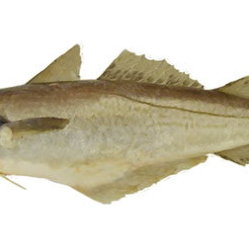 WHITING frozen