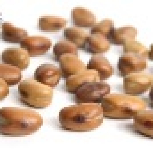 HODMEDOD’S Whole Fava Beans, Organic