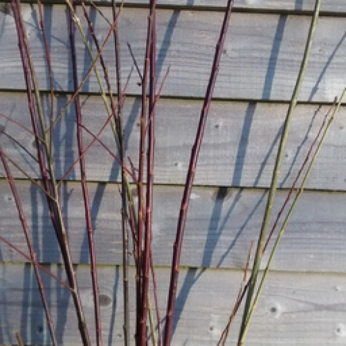 WILLOW FOR DECORATIONS