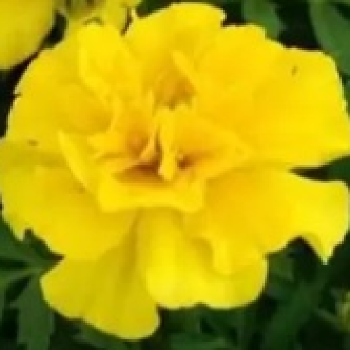 Yellow Marigold Plants